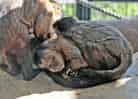 動物図鑑・フサオマキザルの写真 16
